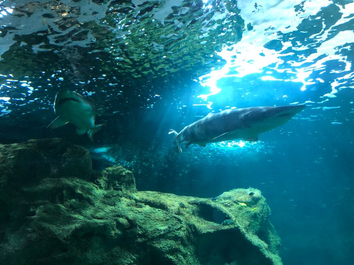 拉洛歇爾最主要的景點有水族館，裡面可以看到鯊魚
