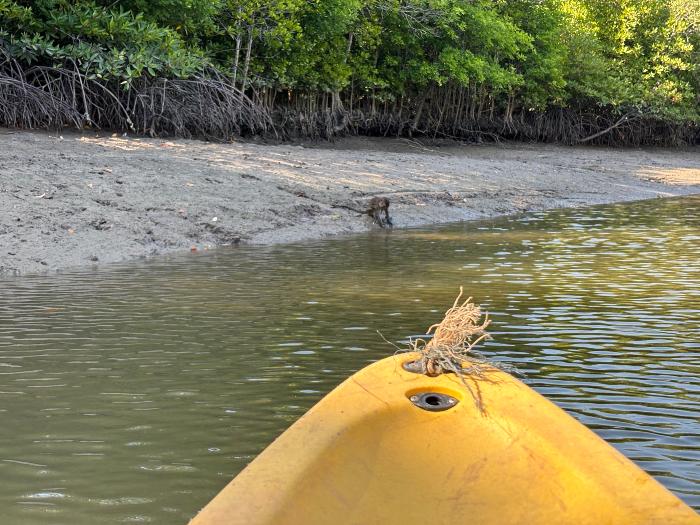 蘭塔島上的獨木舟活動可以看到猴子