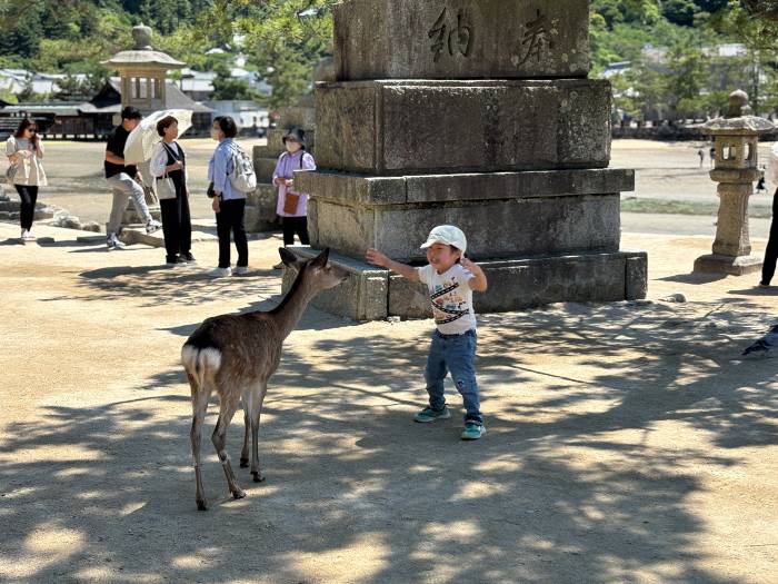 日本廣島灣內嚴島上的小鹿